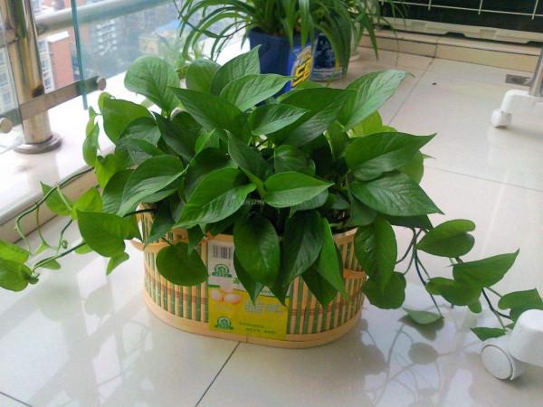 適合懶人養的8種花,澆澆水就能活很好,越懶長得越好 適合懶人養的8種花,澆澆水就能活很好,越懶長得越好