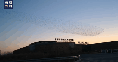 這隻天鵝成“團寵”，背後故事太有愛