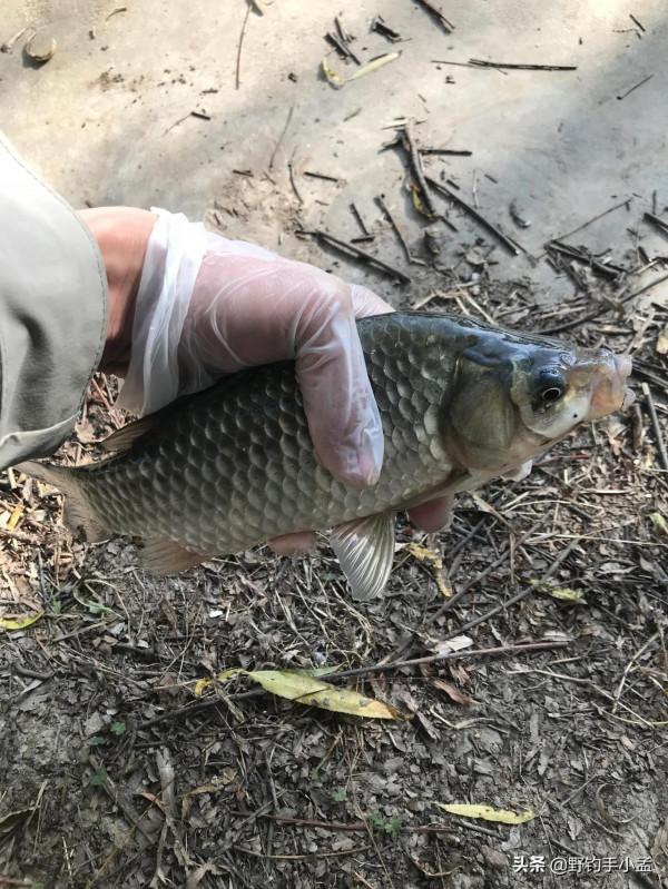 關於冬釣的5個硬核知識，一次性講清楚，釣魚人必備殺手鐧