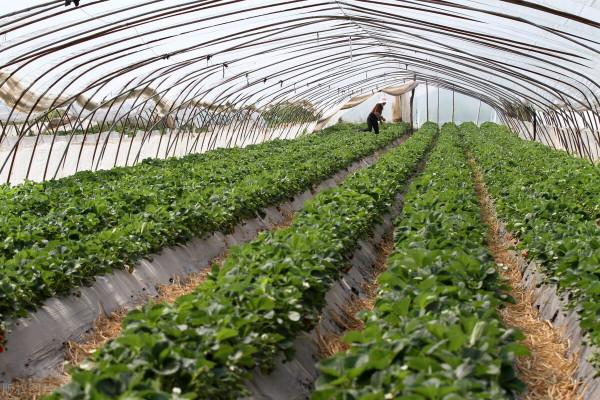 廉價“小蘇打”，農業“大用途”！種菜4個妙用，環保、無殘留