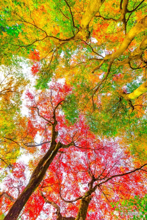 一聲梧葉一聲秋，廬山開啟七彩秋色模式