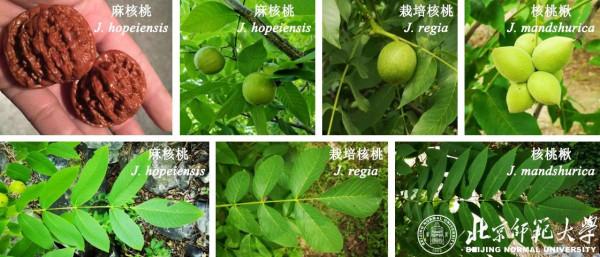 神操作!北京科學家研究核桃,獲國家多個專案支援,引發國際關注! 神操作!北京科學家研究核桃,獲國家多個專案支援,引發國際關注!