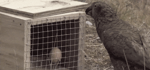 惹惱牧民的大鸚鵡：啄羊鸚鵡是如何從高山精靈，淪為啄羊惡棍的？
