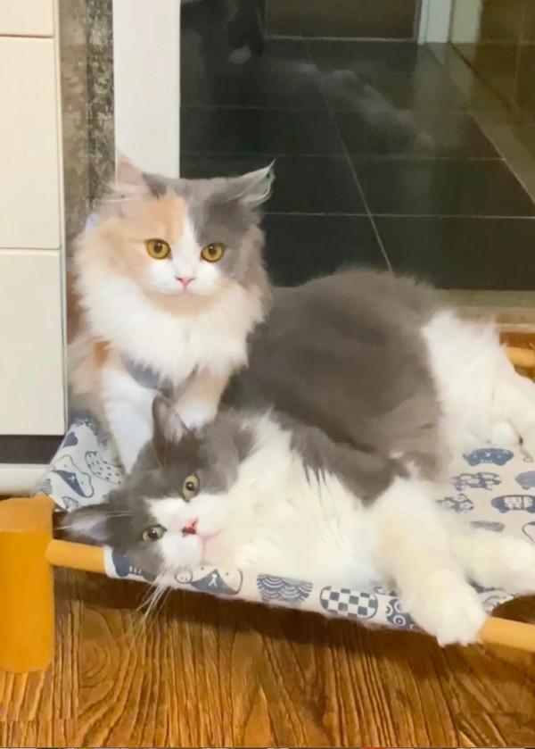 難道這便是“愛狗人士”的愛? 難道這便是“愛狗人士”的愛?