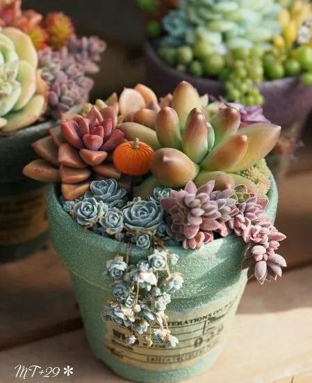 多肉的世界,簡單執著,看看你都見過哪些 多肉的世界,簡單執著,看看你都見過哪些