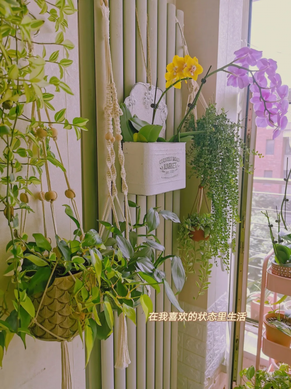 沒有花園怎麼種花？從東北到廣東，4位大神在室內種出植物園