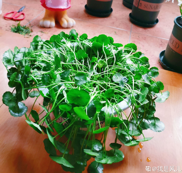 金錢草和銅錢草，長得像，養得像，你選哪個？