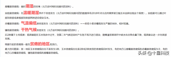 明年種玉米：科技素質高的人，要選“高抗莖腐病”的品種