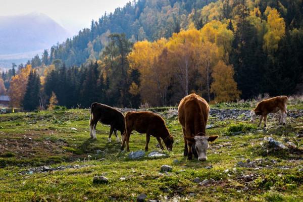 「攝影」西北第一村——白哈巴,讓你去了不想走的一個地方 「攝影」西北第一村——白哈巴,讓你去了不想走的一個地方