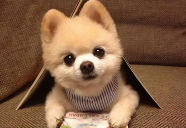 新手寵主這樣養“博美犬”,很快就上手了 新手寵主這樣養“博美犬”,很快就上手了