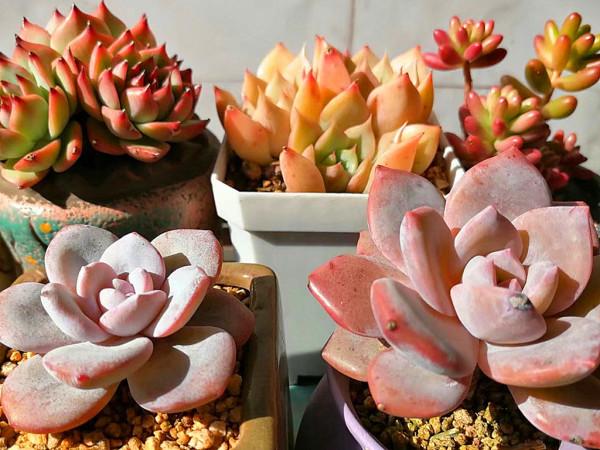 十月，不再為落花悲傷，因為有多肉綻放光芒，十月的多肉要這樣養