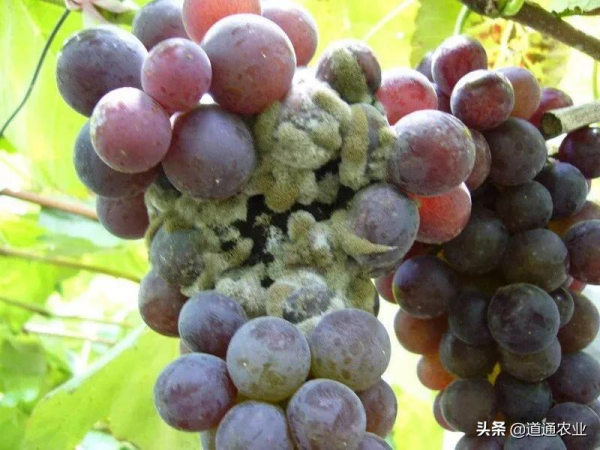 連續降溫，做好灰黴病預防非常重要