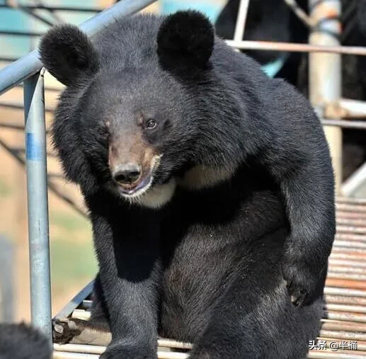 “活熊取膽”慘無人道，為何我國仍然允許從活熊體內取膽汁？