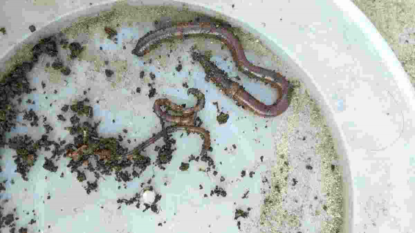 換盆舊土加點“廢料”，不花錢土肥的流油，花呼呼爆盆