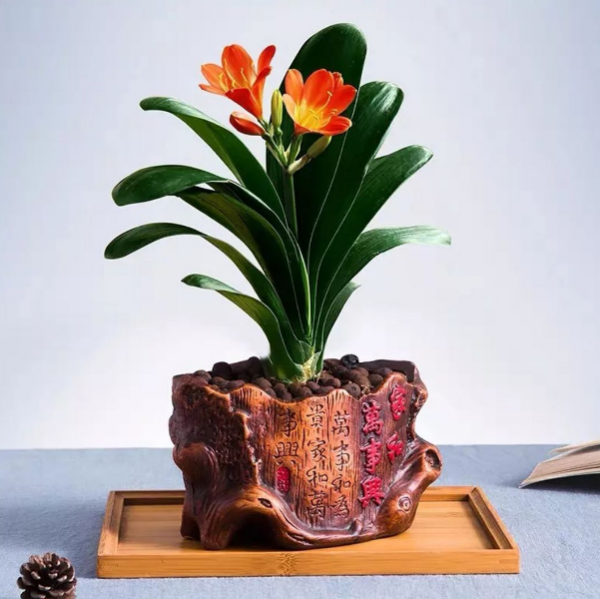 家庭常見“愛吃醋”的4種花，想要它們長得好，醋可不能少