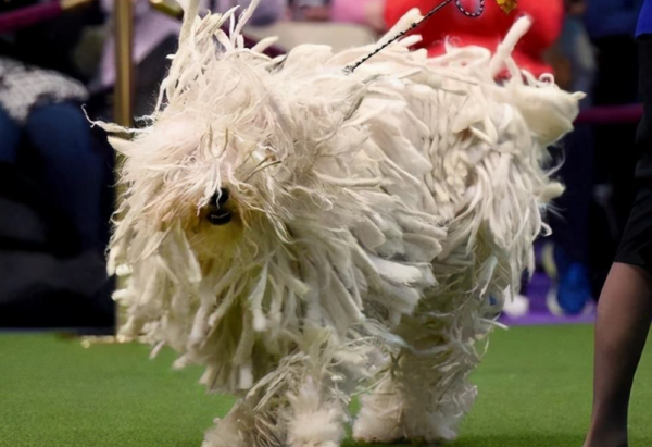 這幾種狗真的“太臭”了，體味重到沒朋友