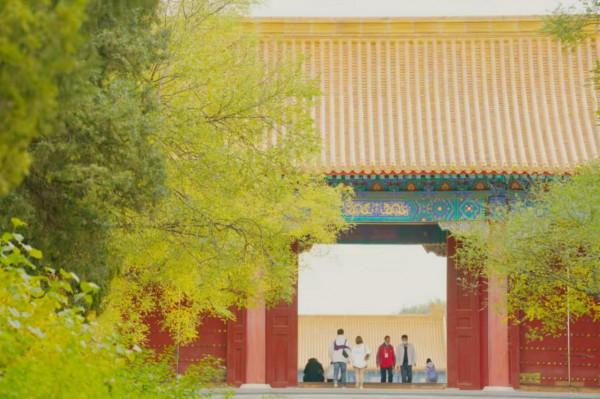 故宮彩葉飄舞,亮出最後的秋日盛裝 故宮彩葉飄舞,亮出最後的秋日盛裝