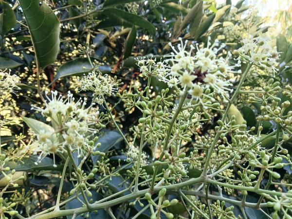 與義大利蜜蜂的一次親密接觸 與義大利蜜蜂的一次親密接觸