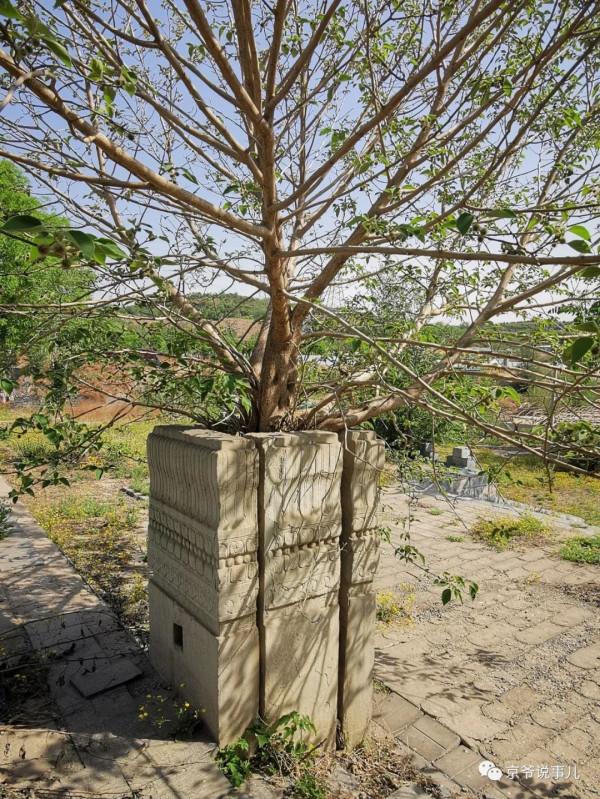 驚詫!京郊一古墓的“贔屓”居然回頭了 驚詫!京郊一古墓的“贔屓”居然回頭了