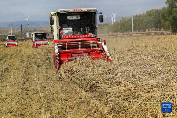 山西:雨後搶收忙 山西:雨後搶收忙