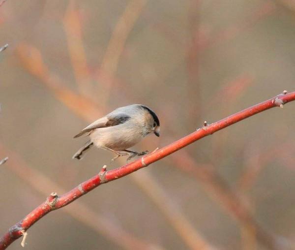 世界上最萌的鳥：銀喉長尾山雀