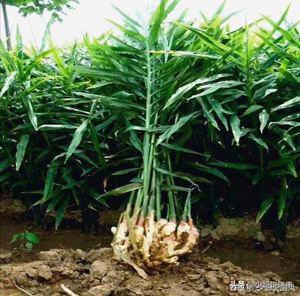 生薑的傳說，從“畺”到“疆”是一部社會發展史和變遷史