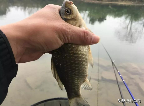 別再守著深水作釣了，開春後魚往淺灘轉移，想爆護就早作準備