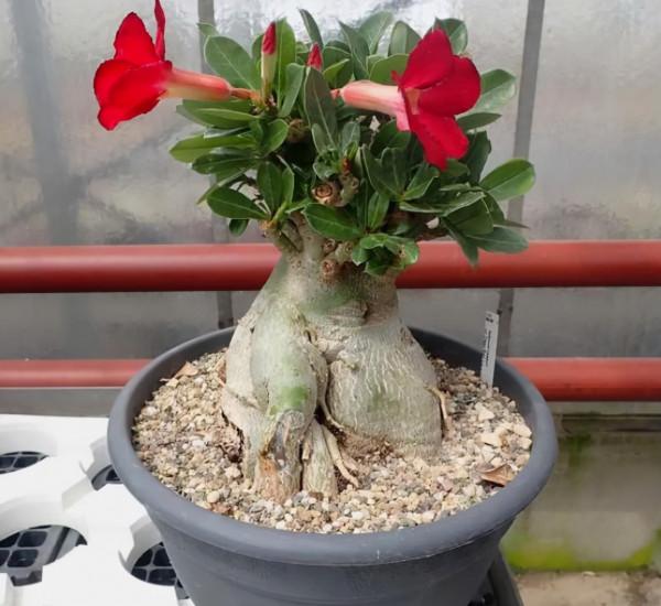 5種耐旱花，最怕亂澆水，千萬要管住手