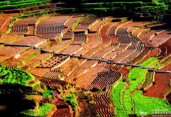 四川發展，高標準農田建設，標準到底有多高？你的家鄉在改造嗎？