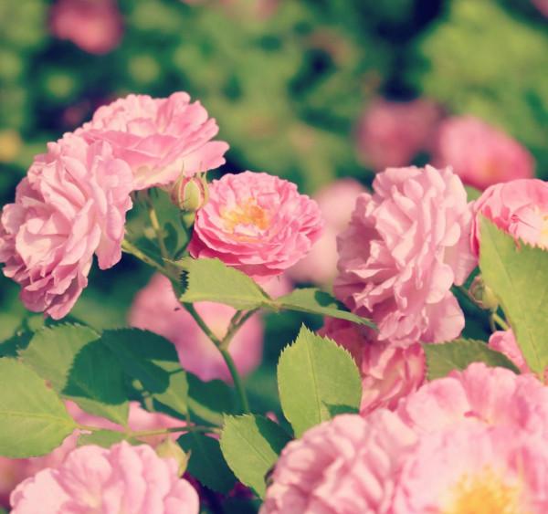 為何薔薇帶刺?看薔薇姑娘如何智鬥沈虎? 為何薔薇帶刺?看薔薇姑娘如何智鬥沈虎?