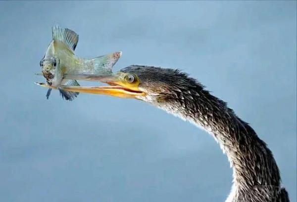 動物界中的龐然大物大賞，堪稱王者，難得一見，大開眼界