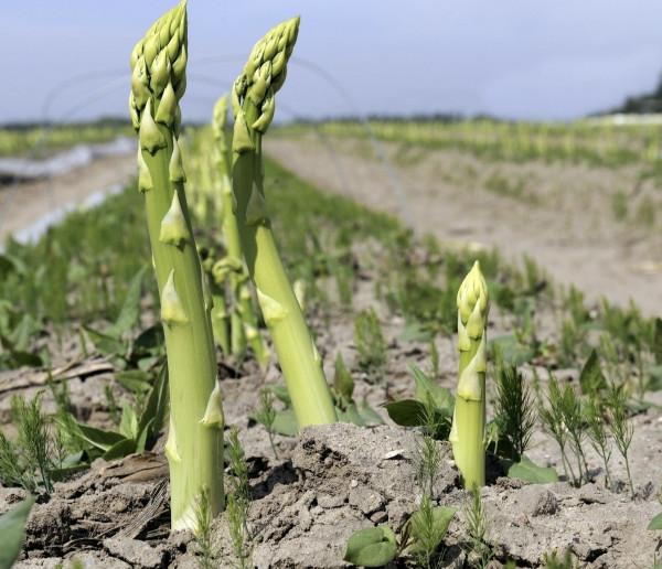 蘆筍的生長環境以及種植和管理方法,掌握這幾點蘆筍高產不是夢 蘆筍的生長環境以及種植和管理方法,掌握這幾點蘆筍高產不是夢
