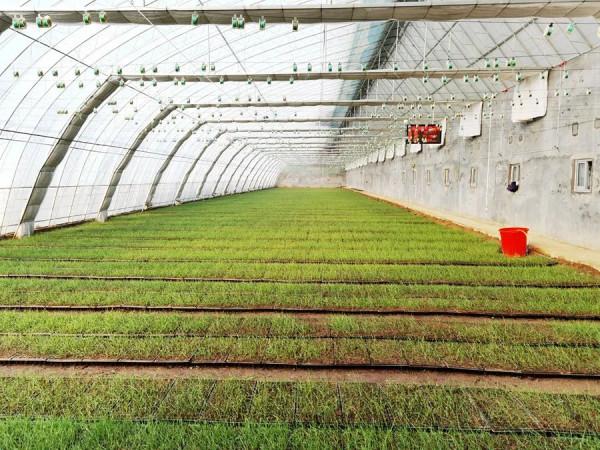 遺傳所在長穗偃麥草濱海草帶研究中取得進展 遺傳所在長穗偃麥草濱海草帶研究中取得進展