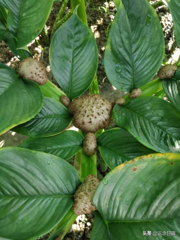 如何選購珠芽魔芋種子