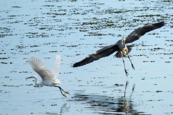 照片故事～溼地鳥類