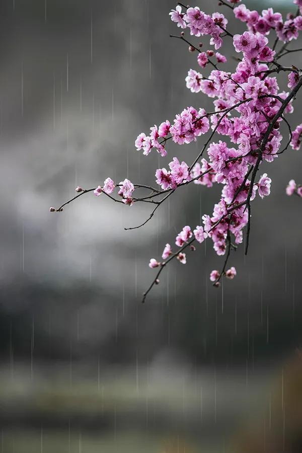 繼續科普：梅花之榆葉梅