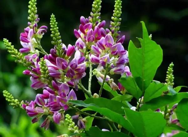 中藥古今研究：雞血藤