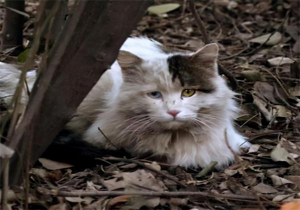 為什麼動物能夠預知死亡？貓會離家出走，象會尋找家族墓冢