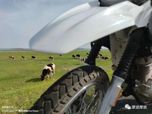 我的花甲之旅——沿途溼地沼澤,鳥語花香,森林草原,牛羊肥壯 我的花甲之旅——沿途溼地沼澤,鳥語花香,森林草原,牛羊肥壯