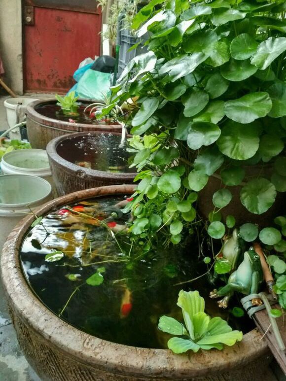 7種&OpenCurlyDoubleQuote;喜水花&rdquo;，不怕手賤澆不爛，天天泡水裡，長得肥大愛開花