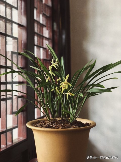 6種北方不適合養的花卉，環境、技術不到位容易死