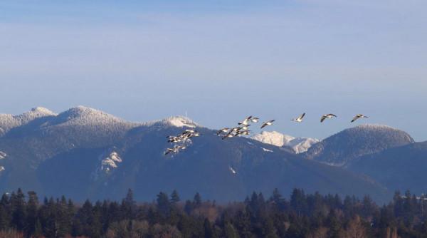 溫哥華飛鳥集