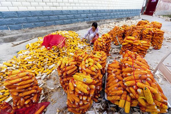 東北、華北&OpenCurlyDoubleQuote;搶糧大戰&rdquo;？但實際落價落得歡，2月16日玉米價格