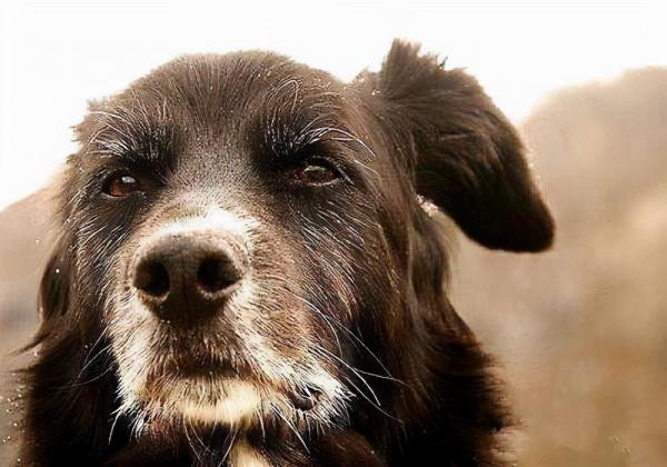 狗狗一見面,為什麼會先“聞屁股”?科學研究這是彼此交流的方式 狗狗一見面,為什麼會先“聞屁股”?科學研究這是彼此交流的方式