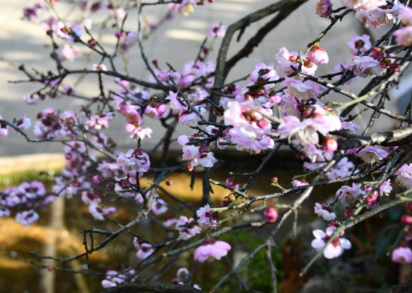 華寧：遊園賞梅正當時