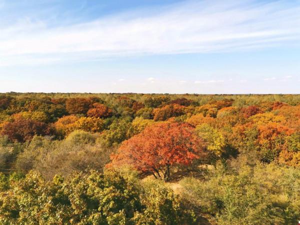 內蒙古烏旦塔拉草原上最美的五角楓林