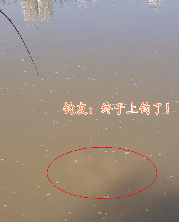 流溪河老鱉趴在水底曬太陽，被小夥設法釣起，路人：這是鎮河之鱉