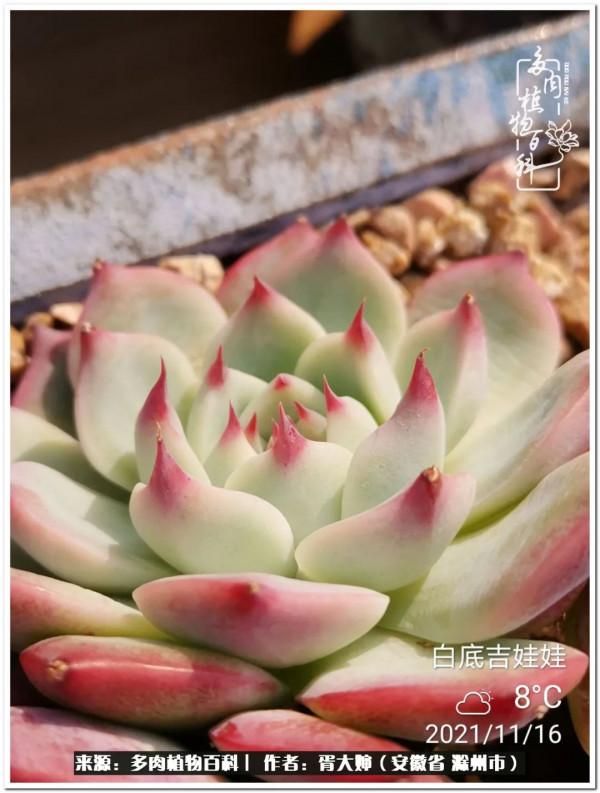 因多肉遇見滿滿的愛和美好，有多肉相伴，歲月生香