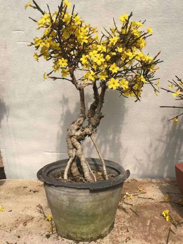 迎春盆景，居家擺置，迎春納福