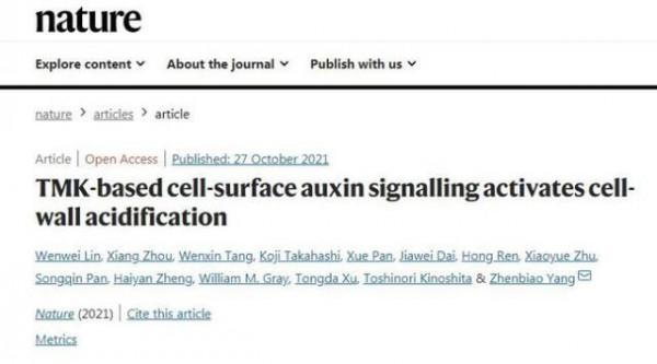 福建農林大學林文偉等在《自然》發文揭示生長素“酸性假說”重要機制
